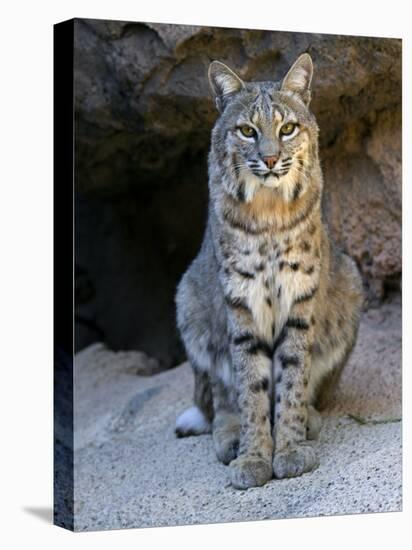 American Bobcat Portrait, Sitting in Front of Cave. Arizona, USA-Philippe Clement-Premier Image Canvas