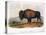 American Buffalo, 1846-null-Premier Image Canvas