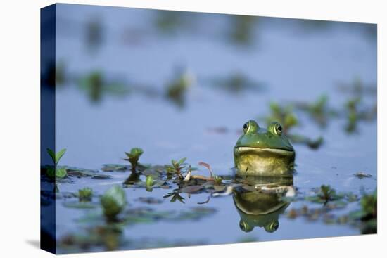 American Bullfrog in Wetland Marion County, Illinois-Richard and Susan Day-Premier Image Canvas