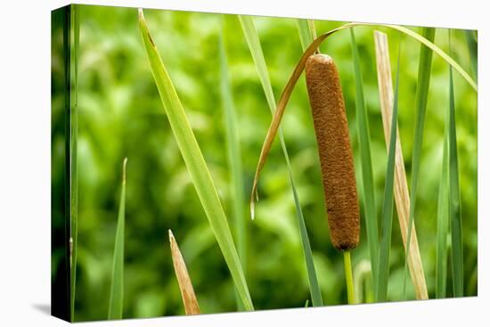 American Cattail. the Celery Bog, West Lafayette, Indiana-Rona Schwarz-Premier Image Canvas