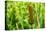 American Cattail. the Celery Bog, West Lafayette, Indiana-Rona Schwarz-Premier Image Canvas