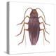 American Cockroach (Periplaneta Americana), Insects-Encyclopaedia Britannica-Stretched Canvas