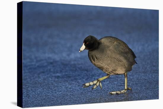 American Coot (Fulica Americana) Walking on Ice-James Hager-Premier Image Canvas