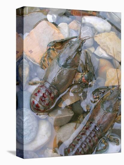 American Crayfish, Two, Gravel-Harald Kroiss-Premier Image Canvas