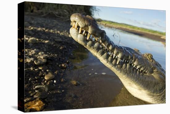 American Crocodile, Costa Rica-Paul Souders-Premier Image Canvas