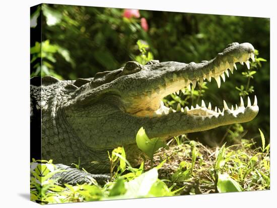 American Crocodile (Crocodylus Acutus) Costa Rica-Andres Morya Hinojosa-Premier Image Canvas