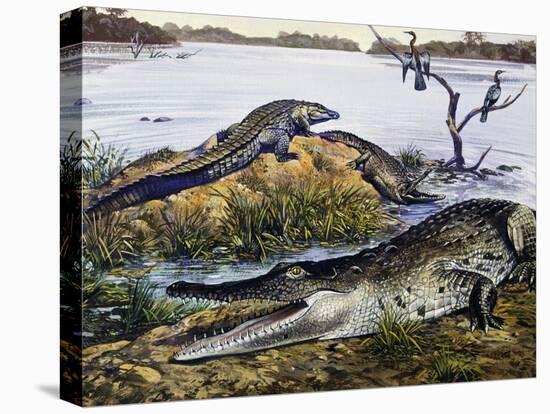 American Crocodile (Crocodylus Acutus), Crocodylidae, Drawing-null-Premier Image Canvas