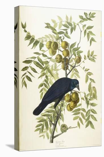 American Crow, 1833-John James Audubon-Premier Image Canvas