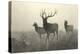 American Elk-R. Hinshelwood-Stretched Canvas