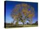 American Elm, Texas County, Missouri, USA-Charles Gurche-Premier Image Canvas