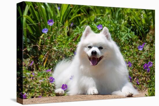 American Eskimo Dog Lying on Garden Path-Zandria Muench Beraldo-Premier Image Canvas