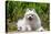 American Eskimo Dog Lying on Garden Path-Zandria Muench Beraldo-Premier Image Canvas