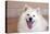 American Eskimo Dog Lying on the Patio-Zandria Muench Beraldo-Premier Image Canvas