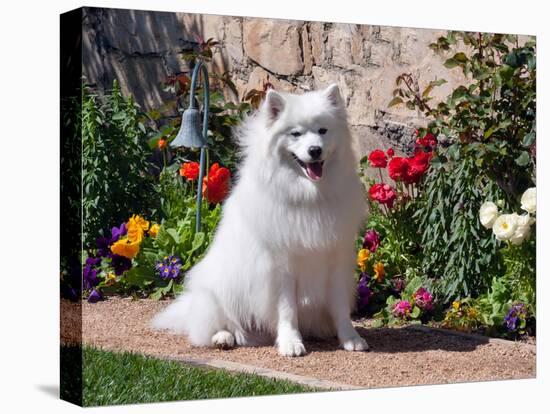 American Eskimo Dog on Garden Path with Flowers-Zandria Muench Beraldo-Premier Image Canvas