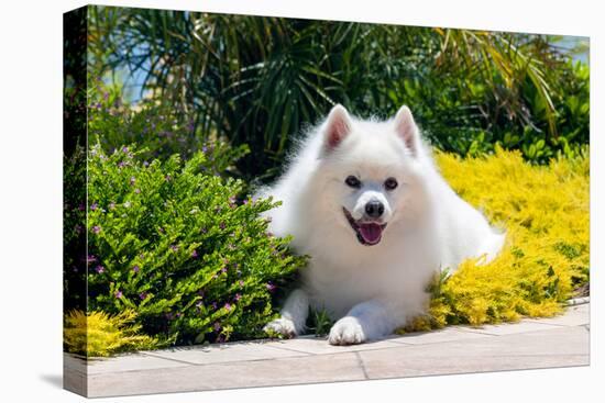 American Eskimo Lying in Garden Plants-Zandria Muench Beraldo-Premier Image Canvas