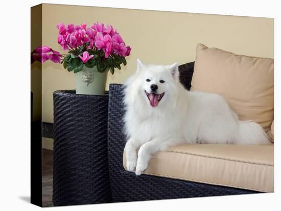 American Eskimo Lying on Patio Couch-Zandria Muench Beraldo-Premier Image Canvas