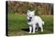 American Eskimo Puppy in Field-Zandria Muench Beraldo-Premier Image Canvas