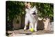American Eskimo Puppy Ready to Play Ball-Zandria Muench Beraldo-Premier Image Canvas