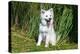 American Eskimo Puppy Sitting Near Tall Grasses-Zandria Muench Beraldo-Premier Image Canvas