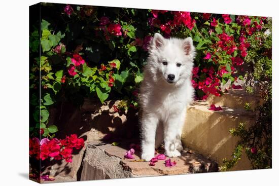 American Eskimo Puppy Sitting on Garden Stairs-Zandria Muench Beraldo-Premier Image Canvas