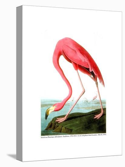 American Flamingo, 1834-John James Audubon-Premier Image Canvas