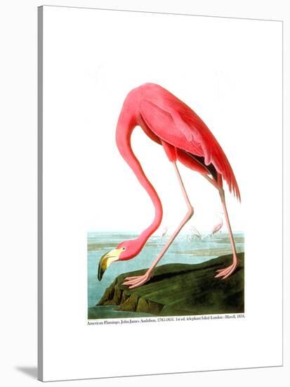 American Flamingo, 1834-John James Audubon-Premier Image Canvas