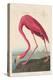 American Flamingo, 1838-John James Audubon-Premier Image Canvas