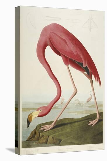 American Flamingo, from 'The Birds of America'-John James Audubon-Premier Image Canvas