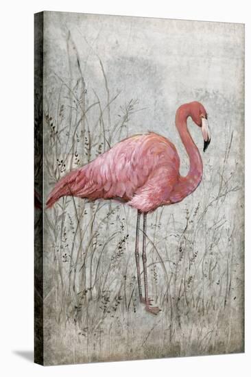 American Flamingo I-Tim O'toole-Stretched Canvas