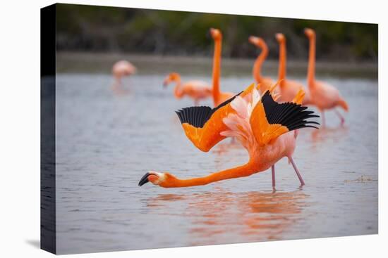 American flamingo performing courtship wing flashing, Ecuador-Tui De Roy-Premier Image Canvas