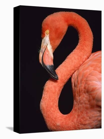 American flamingo-Herbert Kehrer-Premier Image Canvas