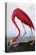 American Flamingo-John James Audubon-Premier Image Canvas