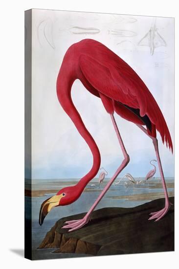 American Flamingo-John James Audubon-Premier Image Canvas