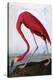 American Flamingo-John James Audubon-Premier Image Canvas