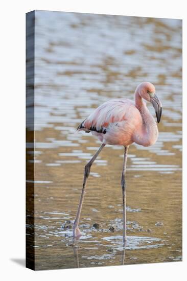 American Flamingo-DLILLC-Premier Image Canvas