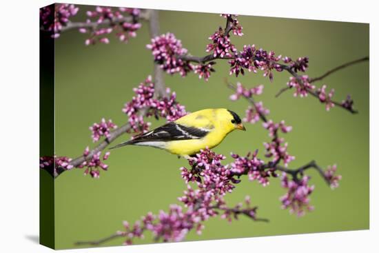 American Goldfinch (Carduelis tristis) male in Eastern Redbud tree Marion, Illinois, USA.-Richard & Susan Day-Premier Image Canvas