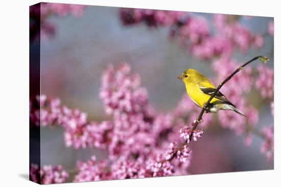 American Goldfinch Female in Eastern Redbud, Marion, Il-Richard and Susan Day-Premier Image Canvas