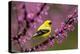 American goldfinch in breeding plumage, New York, USA-Marie Read-Premier Image Canvas