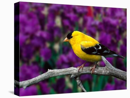 American Goldfinch in Summer Plumage-Adam Jones-Premier Image Canvas