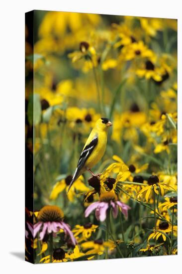 American Goldfinch Male on Black-Eyed SUSAns Marion County, Illinois-Richard and Susan Day-Premier Image Canvas