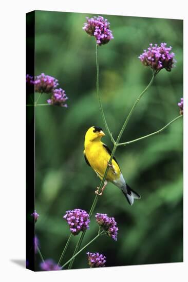 American Goldfinch Male on Brazilian Verbena in Garden, Marion, Il-Richard and Susan Day-Premier Image Canvas