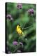 American Goldfinch Male on Brazilian Verbena in Garden, Marion, Il-Richard and Susan Day-Premier Image Canvas