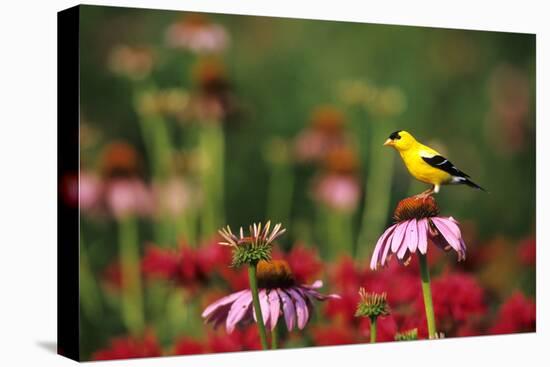 American Goldfinch Male on Purple Coneflower, in Flower Garden, Marion County, Illinois-Richard and Susan Day-Premier Image Canvas