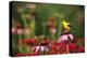 American Goldfinch Male on Purple Coneflower, in Flower Garden, Marion County, Illinois-Richard and Susan Day-Premier Image Canvas