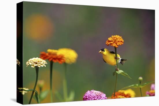 American Goldfinch Male on Zinnia, Marion County, Illinois-Richard and Susan Day-Premier Image Canvas