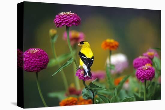 American Goldfinch Male on Zinnias in Garden, Marion, Il-Richard and Susan Day-Premier Image Canvas