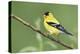 American Goldfinch-Ken Archer-Premier Image Canvas