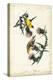 American Goldfinch-John James Audubon-Stretched Canvas