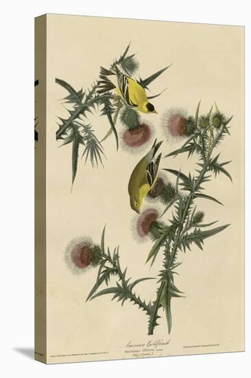 American Goldfinch-null-Premier Image Canvas