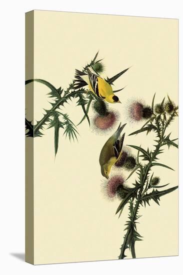 American Goldfinches-John James Audubon-Premier Image Canvas